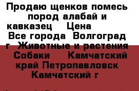 Продаю щенков помесь пород алабай и кавказец. › Цена ­ 1 500 - Все города, Волгоград г. Животные и растения » Собаки   . Камчатский край,Петропавловск-Камчатский г.